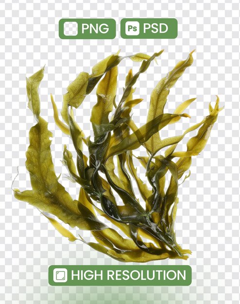 Algas marinas verdes aisladas Contexto transparente PNG PSD