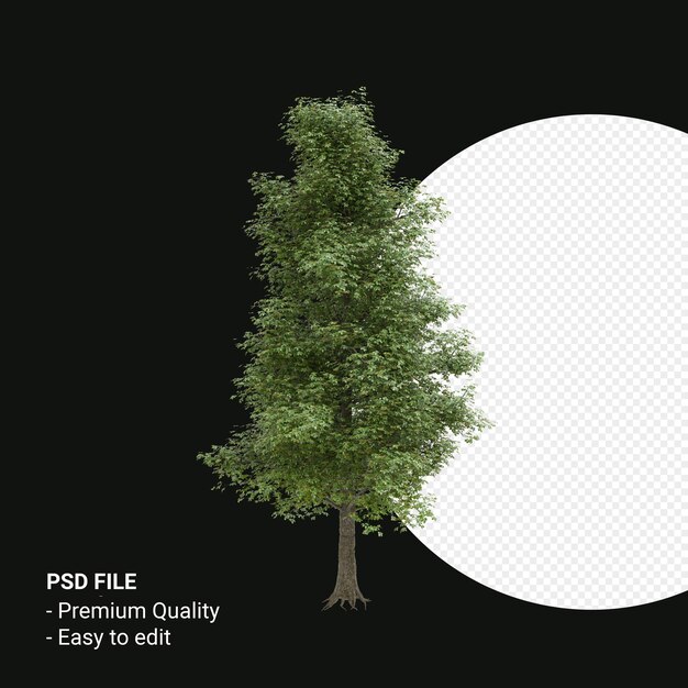 Alnus cordata o aliso italiano 3d render aislado sobre fondo transparente