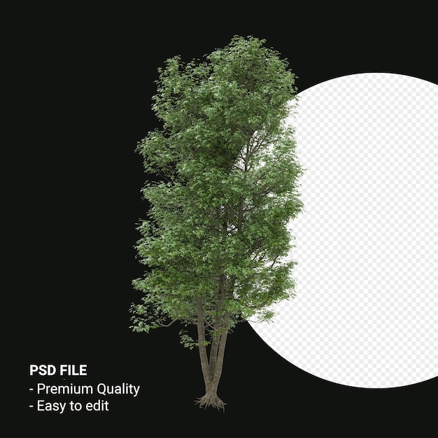 Alnus cordata o aliso italiano 3d render aislado sobre fondo transparente