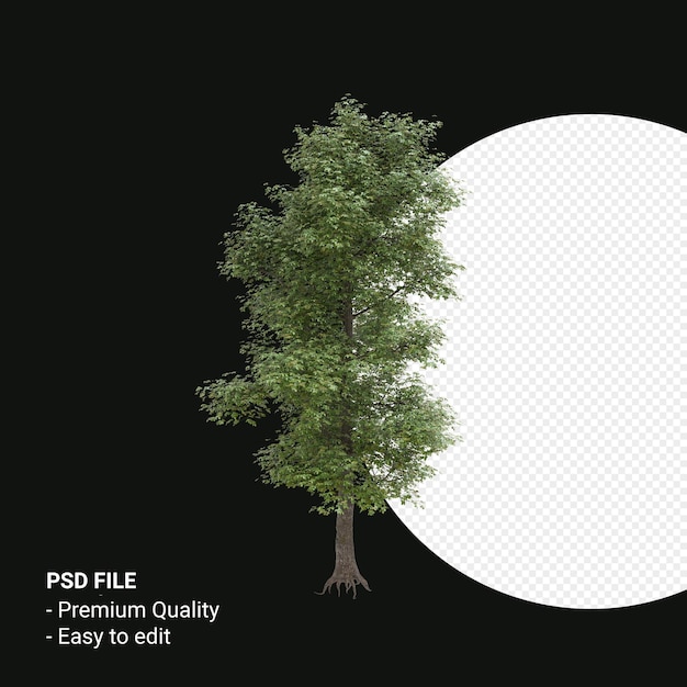 Alnus cordata o aliso italiano 3d render aislado sobre fondo transparente