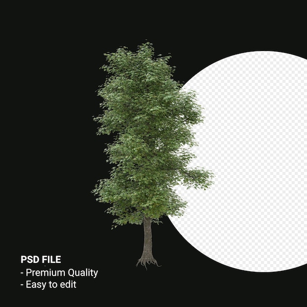 Alnus cordata o aliso italiano render 3d aislado sobre fondo transparente