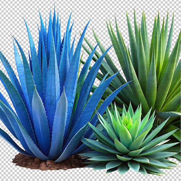 PSD aloe vera de agave azul sobre un fondo transparente