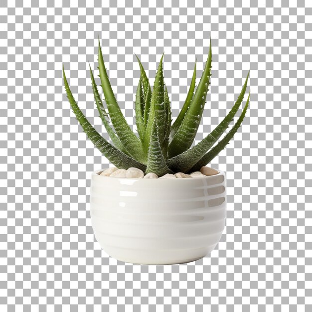 PSD aloe vera dans un pot sur un fond transparent