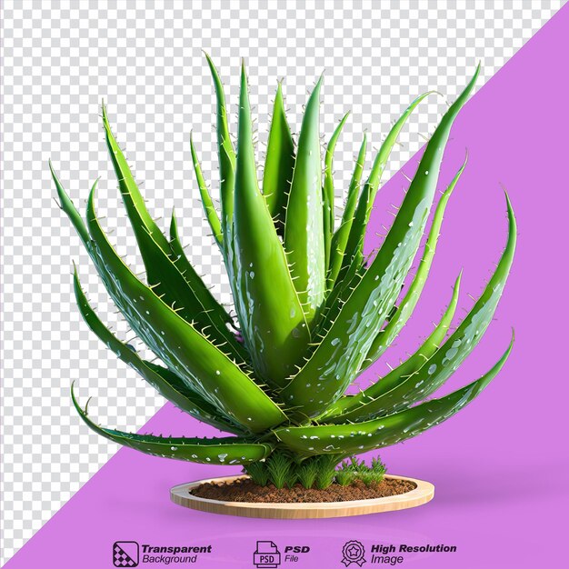 Aloe vera isolado em fundo transparente