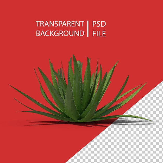 PSD aloe-vera-pflanze png