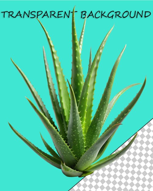 PSD aloe vera png (en inglés)