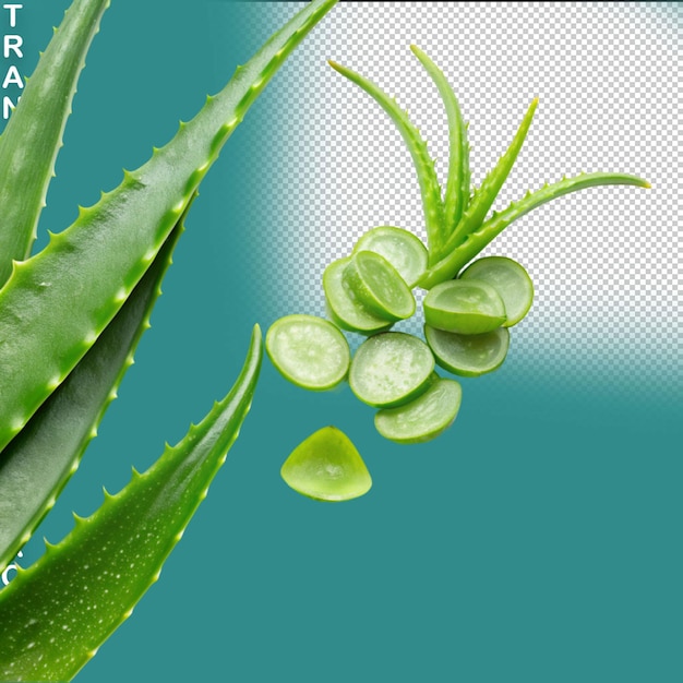 PSD aloe vera png isolé sur un fond transparent