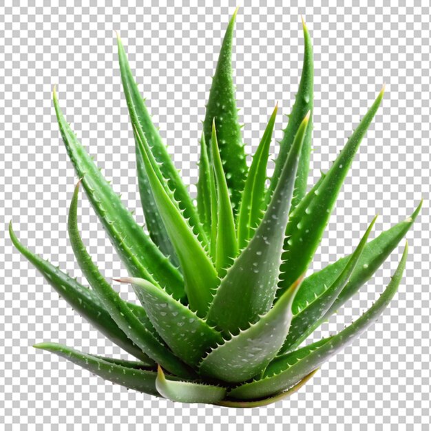 PSD À l'aloe vera png