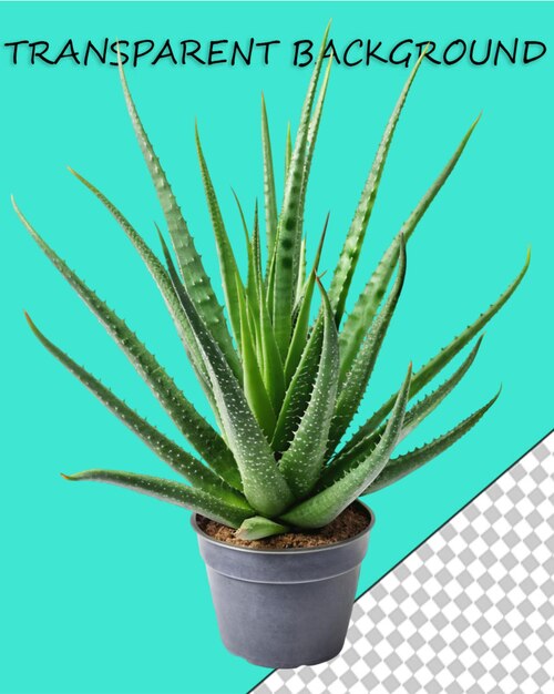 PSD aloe vera png