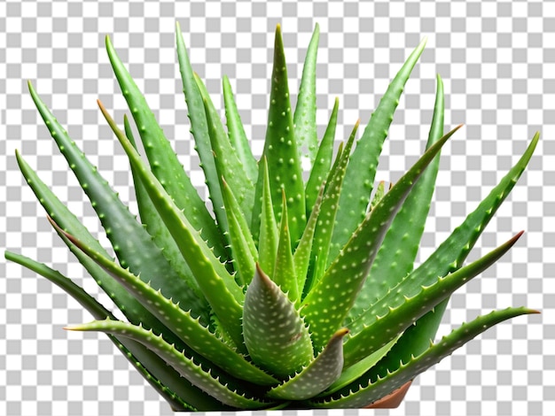 PSD aloe vera sobre un fondo transparente