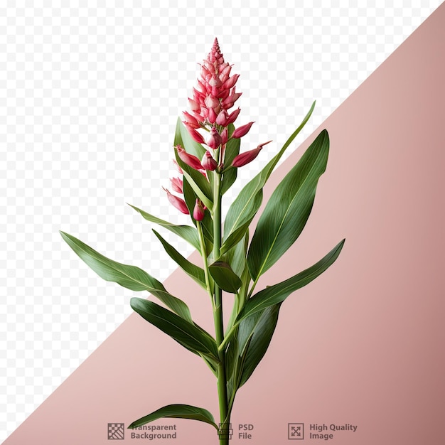 PSD alpinia galanga une herbe culinaire