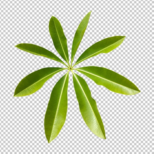 Alstonia scholaris deixa renderização isolada