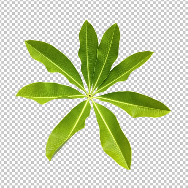 Alstonia scholaris lascia il rendering isolato