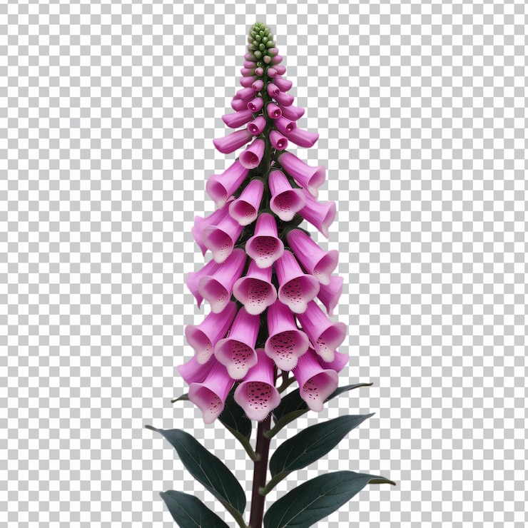 PSD una alta flor de pulgar de zorro aislada