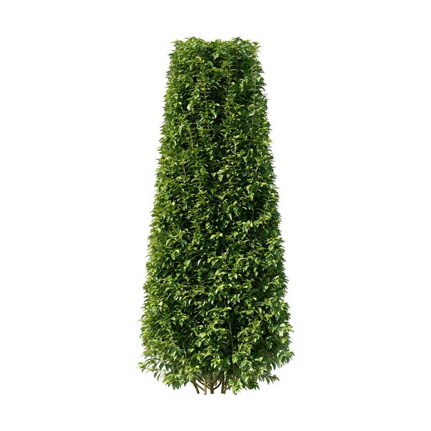 Alto árbol verde cónico de hoja perenne