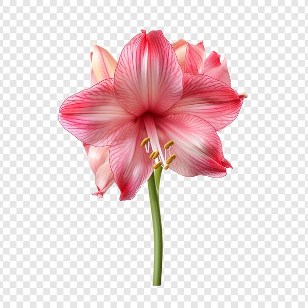 Amaryllis png isolado em fundo transparente