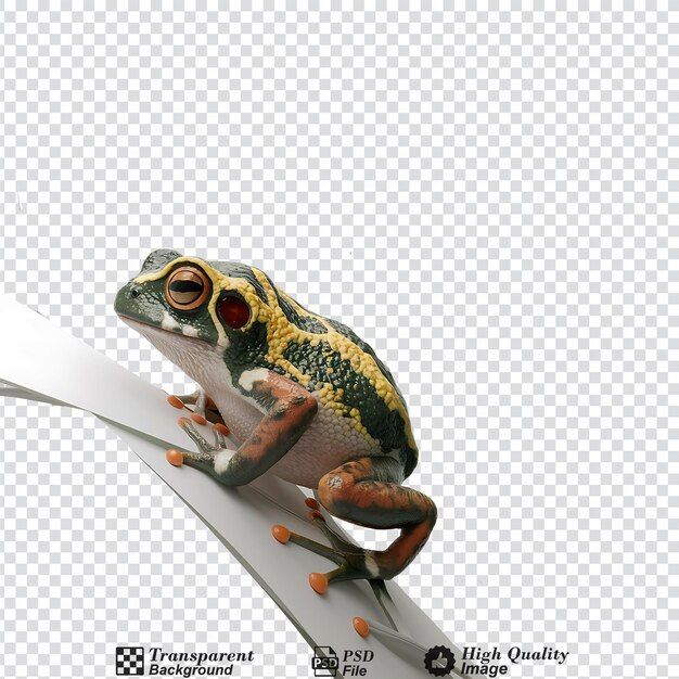 Amazonian Dart Frog isoliert auf durchsichtigem Hintergrund