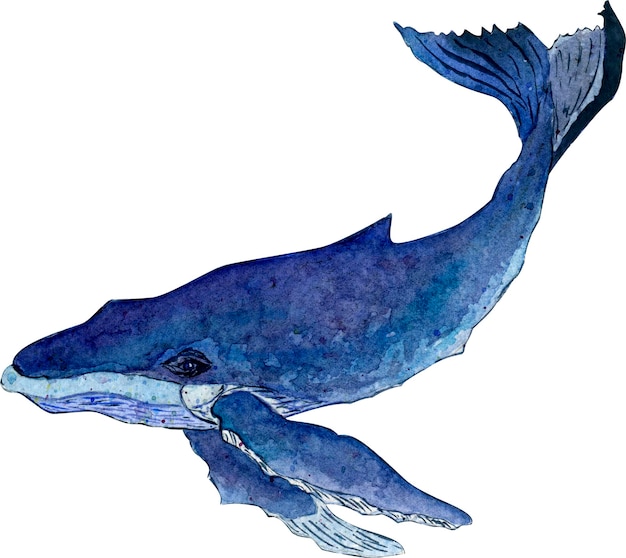 Ambiente de ilustração de mamífero marinho de baleia azul aquarela