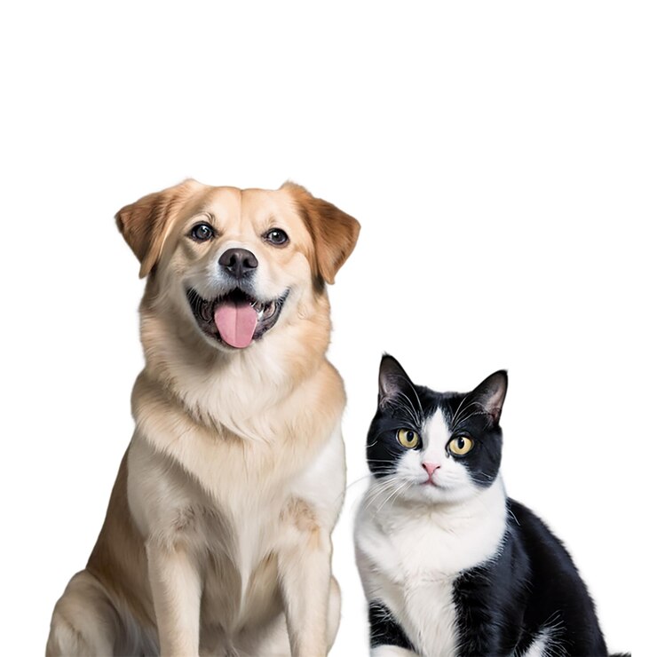 PSD amistad entre perro y gato aislado en fondo transparente amistad de mascotas psd jpeg png