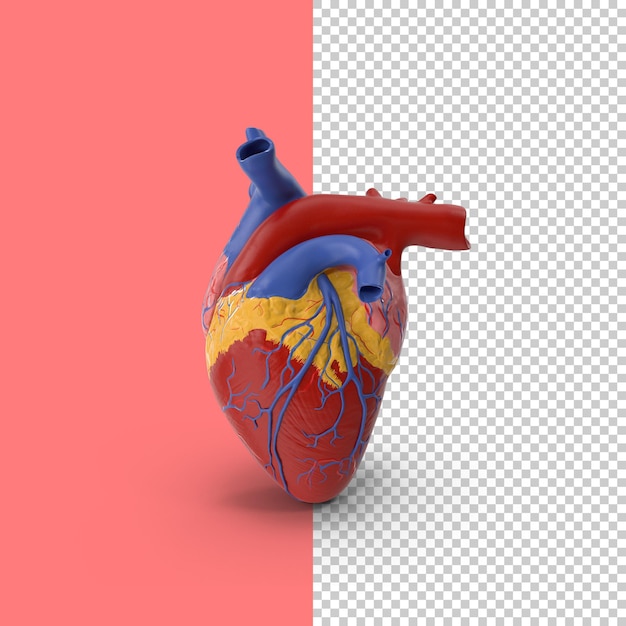 PSD anatomía del corazón modelo plástico médico