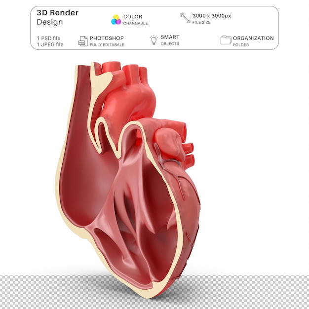 Anatomía del corazón Secciones de órganos humanos Modelado 3D Archivo PSD Anatomía humana realista