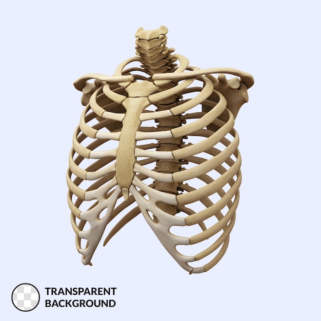 Anatomia da caixa torácica humana renderizada em 3D em fundo transparente