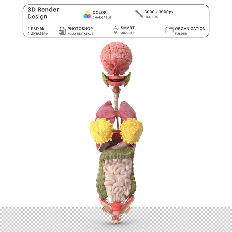 PSD anatomia degli organi interni delle ragazze modellazione 3d psd file anatomia umana realistica