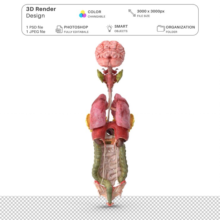 PSD anatomia degli organi interni delle ragazze modellazione 3d psd file anatomia umana realistica