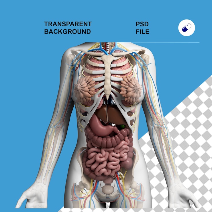 PSD anatomia del corpo e raggi x su sfondo trasparente isolato