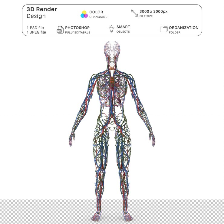 PSD anatomia del sistema circolatorio e linfatico femminile modellazione 3d psd file anatomia umana realistica