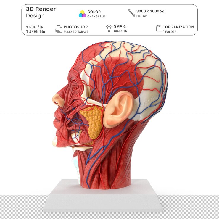 PSD anatomia della testa umana modellazione 3d file psd anatomia umana realistica