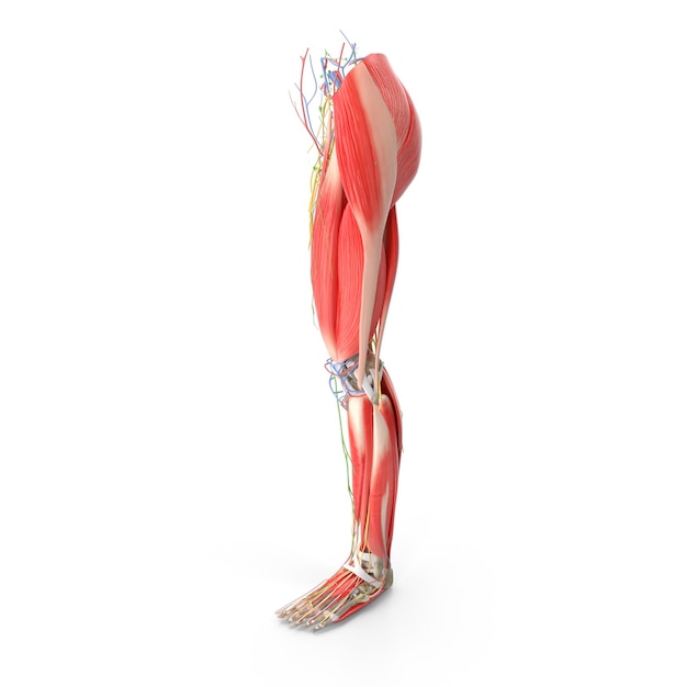 Anatomia delle gambe umane