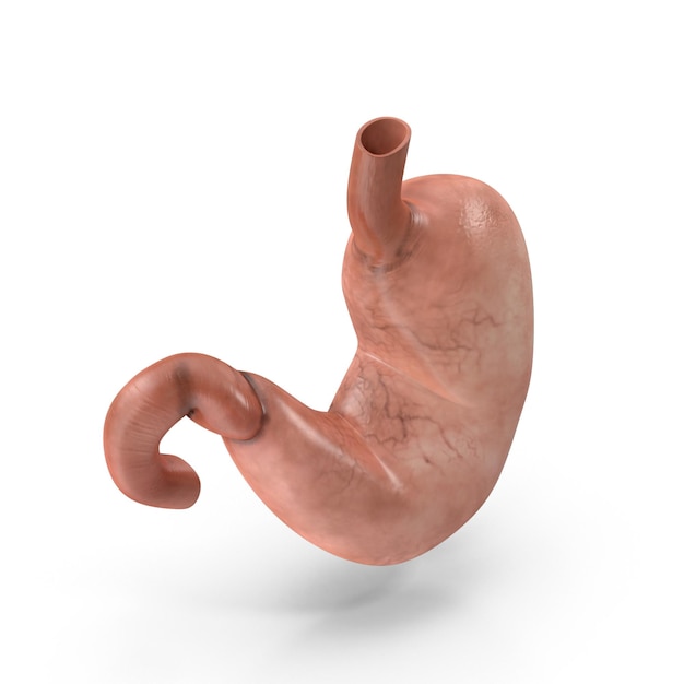 Anatomia dello stomaco umano