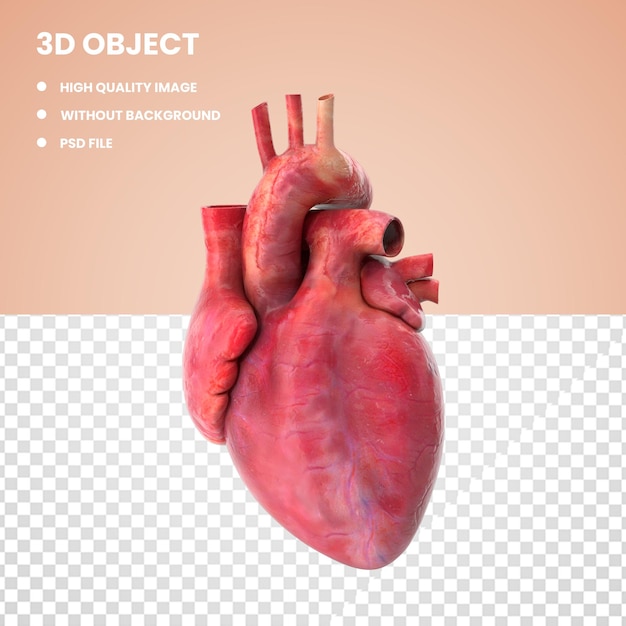 PSD anatomia do coração 3d