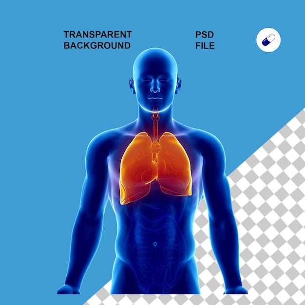 Anatomia do corpo e raios-X em fundo isolado transparente
