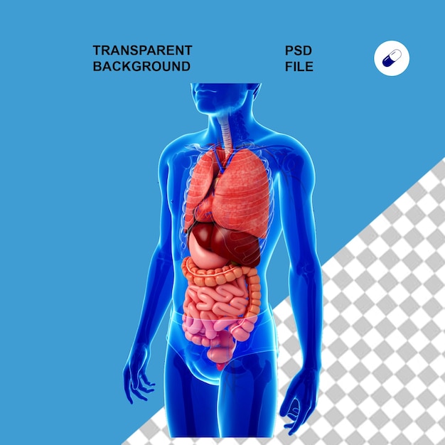 Anatomia do corpo e raios-X em fundo isolado transparente