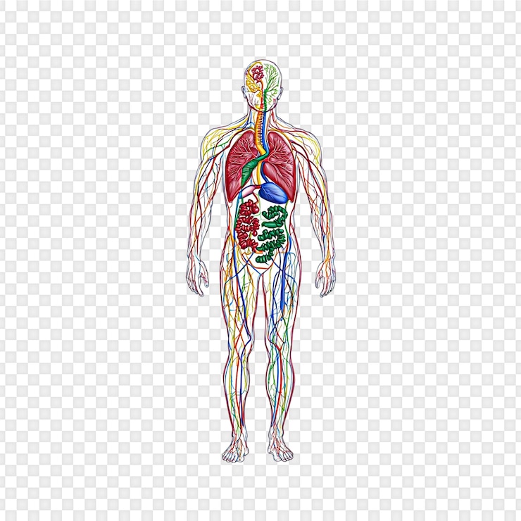 PSD anatomia do sistema circulatório humano isolada em um fundo transparente