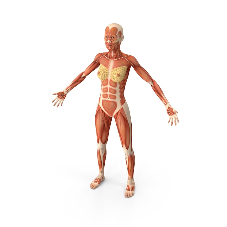 PSD anatomia do sistema muscular feminino