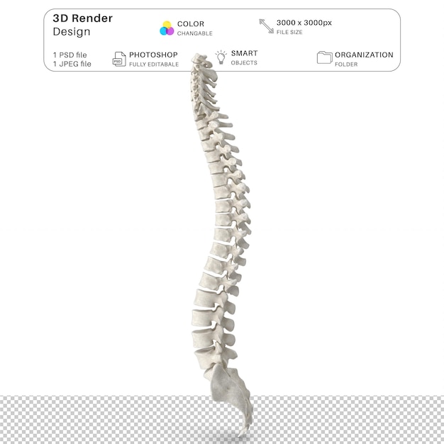PSD anatomía del hueso de la columna vertebral humana modelación 3d del archivo psd anatomía humana realista