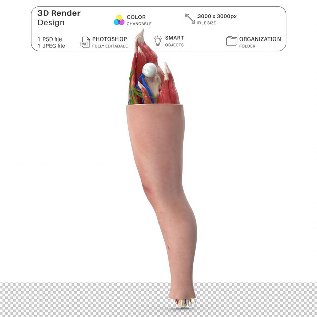 PSD anatomia humana da articulação do joelho modelagem 3d arquivo psd anatomia humana realista