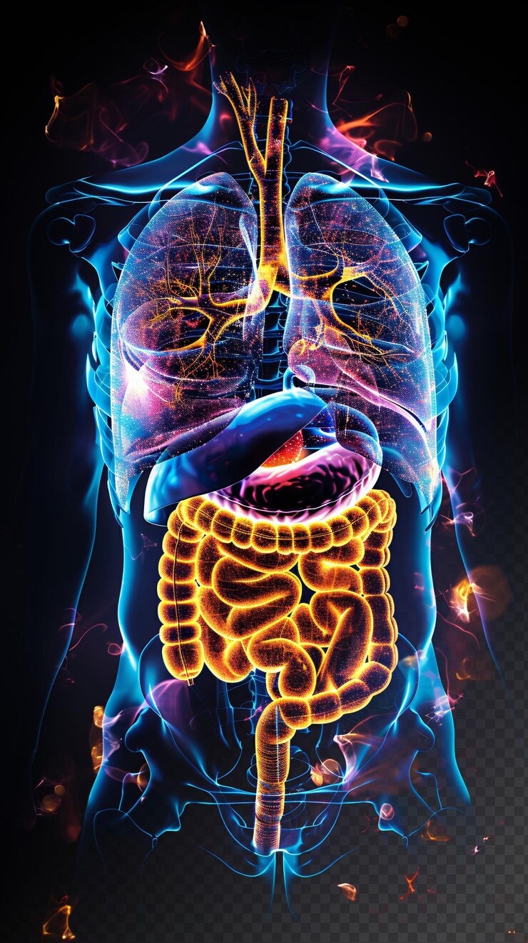 PSD anatomía humana sistemas respiratorio y digestivo