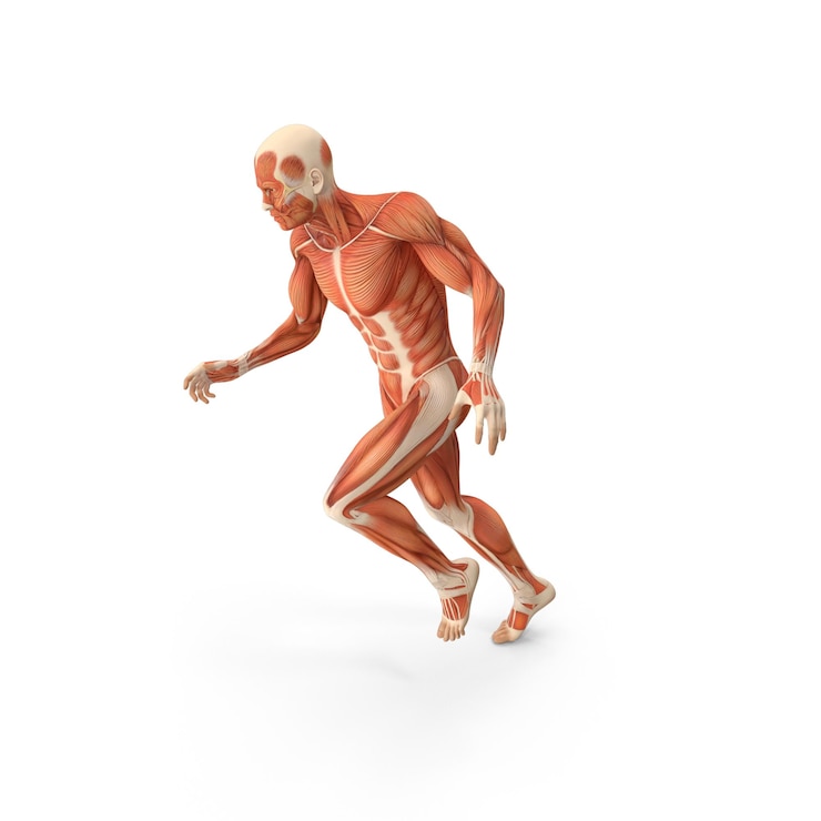 PSD anatomia muscolare maschile postura di corsa