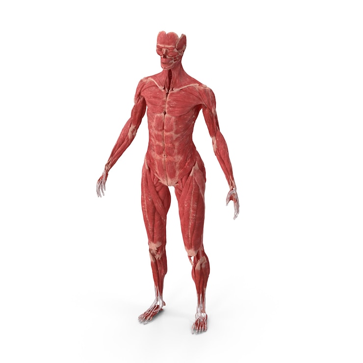 PSD anatomia muscolare umana dettagliata