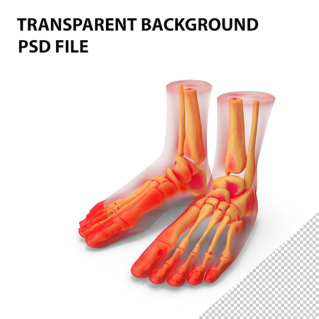 PSD anatomía del pie png