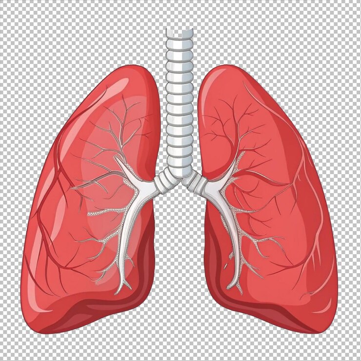 PSD anatomía de los pulmones humanos