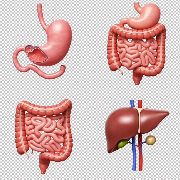 PSD anatomía del sistema digestivo humano