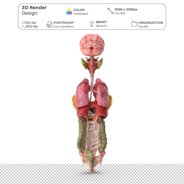 PSD anatomie der inneren organe von mädchen 3d-modellierung psd-datei realistische menschliche anatomie