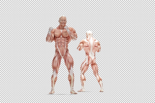Anatomie der menschlichen Muskeln anatomische Darstellung