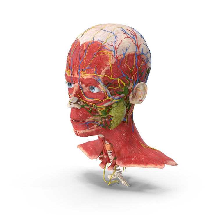 PSD anatomie des menschlichen kopfes und halses