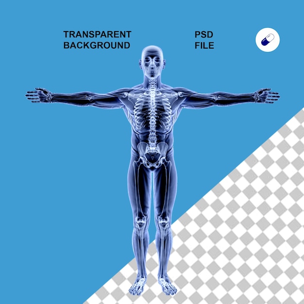 Anatomie du corps et radiographie sur fond isolé transparent